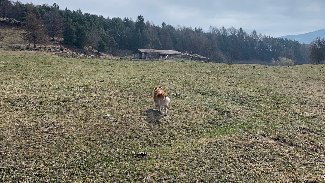 Cisloner Alm 1249m Frühlingswanderung von zu Hause aus ( Auer 228m)