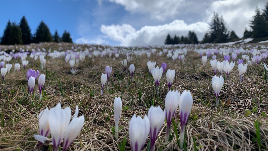 Seiser Alm; Puflatsch Umrundung im Frühling.